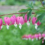 Ten Perennial Flowers for the Garden: Part 2 of 2